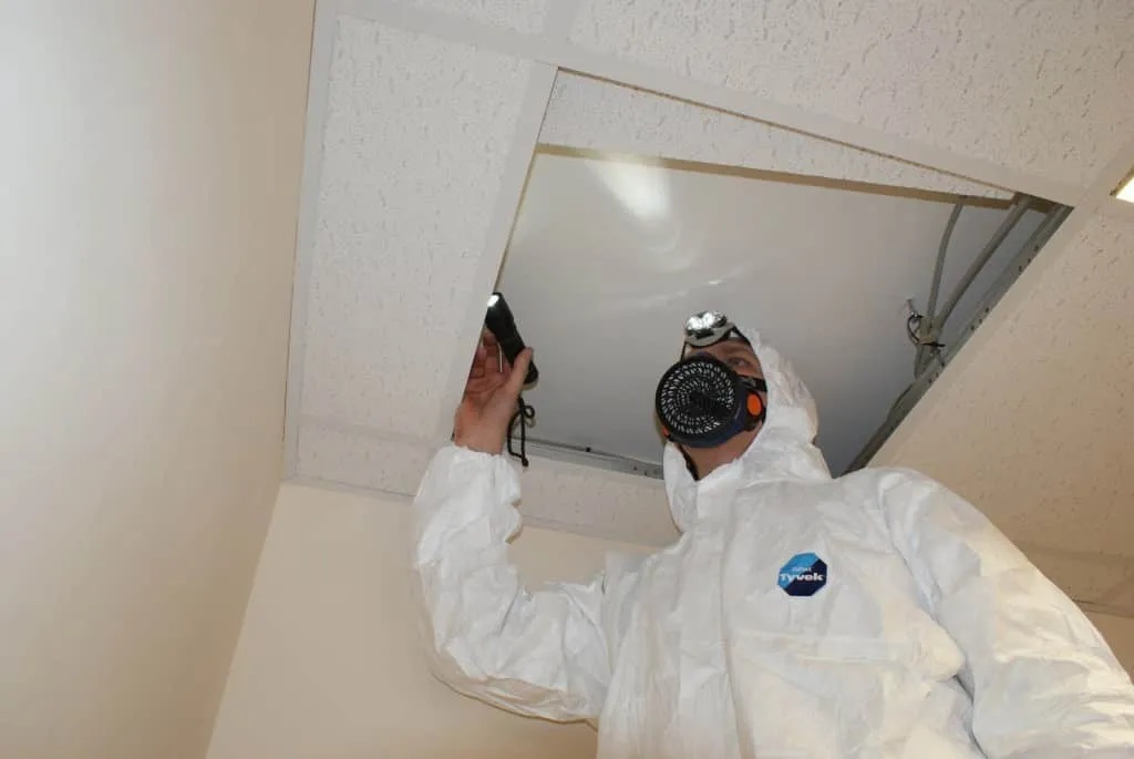 Asbestos Surveys: Key Considerations for Renovation Projects