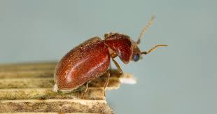 Cigarette Beetle – Expert Identification and Prevention Solutions